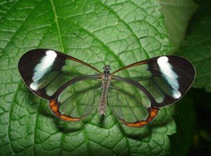 Что такое Бабочка Гартли