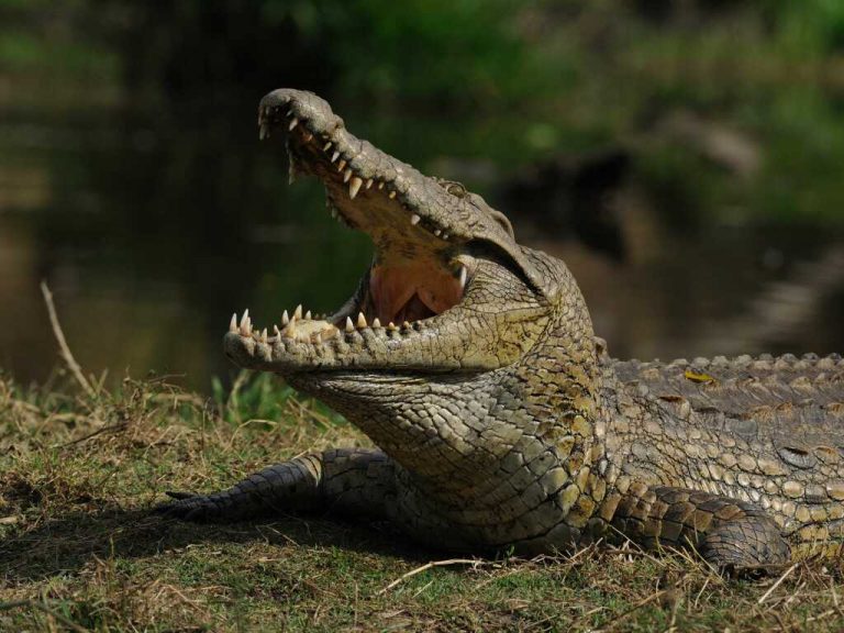 Как торговать с Индикатором Аллегатор